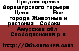 Продаю щенка йоркширского терьера  › Цена ­ 20 000 - Все города Животные и растения » Собаки   . Амурская обл.,Свободненский р-н